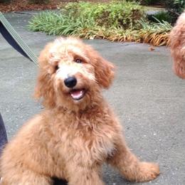 Goldendoodles from Callie Doodle Goldendoodles