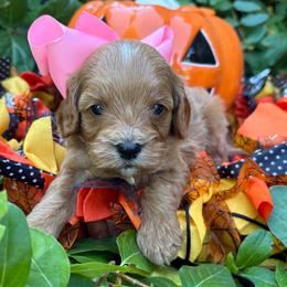 Wednesday - Red female Cavapoo puppy in Herriman, Utah from Gypsi Doodles & Poodles LLC.