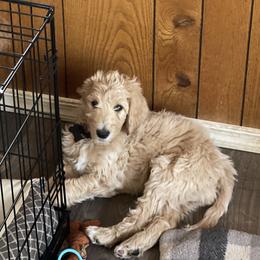 Goldendoodles from High Standards Az