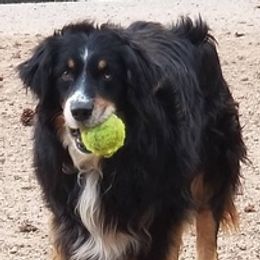 Australian Shepherds from Silverheels Australian Shepherds