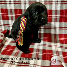 Periwinkle Collar - Black male Labrador Retriever puppy in Alvin, Texas from Red Retrievers