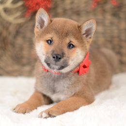 Morio ❤️ Red Boy - Red male Shiba Inu puppy in Neosho, Missouri from Sunny Terrace Shibas