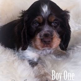 Boy 1 - Liver white and tan male English Springer Spaniel puppy in Silverdale, Washington from TimberVale Springers
