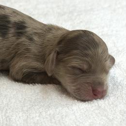 Delilah - Dapple female Dachshund puppy in Fayetteville, North Carolina from RRD