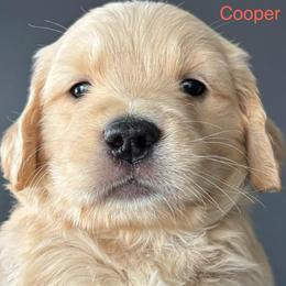 Cooper - Golden male Golden Retriever puppy in Vail, Arizona from Retrievers Gold AZ