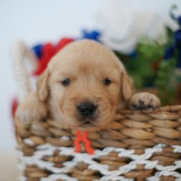 Mr Orange - Golden male Golden Retriever puppy in Las Vegas, Nevada from Geaux Dog
