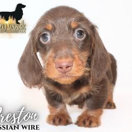 Preston (RUSSIAN WIRE) - Chocolate and tan male Dachshund puppy in Linden, Texas from Piney Woods Miniature Dachshunds LLC