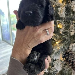 Goldendoodle, Golden Retriever, and Poodle Puppies from Angelic Goldens