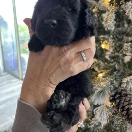 Goldendoodle, Golden Retriever, and Poodle Puppies from Angelic Goldens