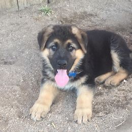 German Shepherd Puppies from Von Ward Kennels
