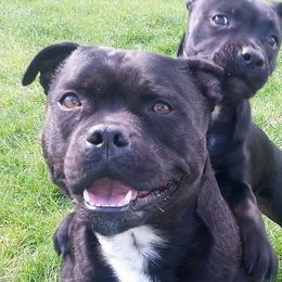 Staffordshire Bull Terriers from Alchemist Staffords