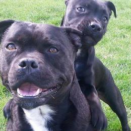 Staffordshire Bull Terriers from Alchemist Staffords