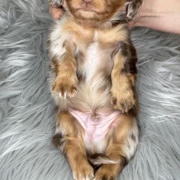 Dachshund Puppies from That Beautiful Dachshund