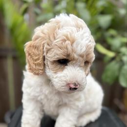 Moana - Parti female Goldendoodle puppy in Repton, Alabama from Hopkins Doodle Pups