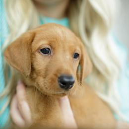 Dublin - Yellow male Labrador Retriever puppy in Allons, Tennessee from UC Labradors LLC