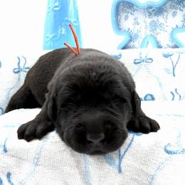 Orange - Black male Labrador Retriever puppy in Heath Springs, South Carolina from Rich Hill Retrievers