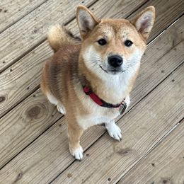 Mishika - Shiba Inu