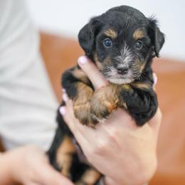 Peaches - Tri-color female Bernedoodle puppy in Dundee, Ohio from Down Home Doodle