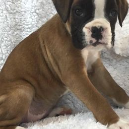 Boxer Puppies from Cimarron European Boxers