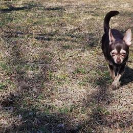 Bear - Chocolate brindled fawn male Chihuahua puppy in Meridian, Oklahoma from Crazy Love Kennels