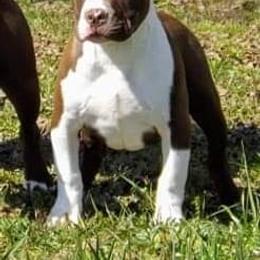 American Bully Puppies from Bolt Action Kennel