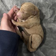 Girl 2 - Gold female Bordoodle puppy in Indianapolis, Indiana from Indiana Bordoodles