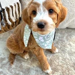 Thatcher - Apricot male Goldendoodle puppy in Gilbert, Arizona from Arizona Doodle Pup Co