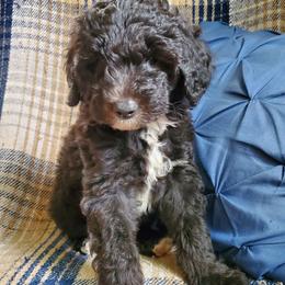 Peaches - Black female Sheepadoodle puppy in Bellevue, Iowa from Fluffy Wonders Poms and Doodles
