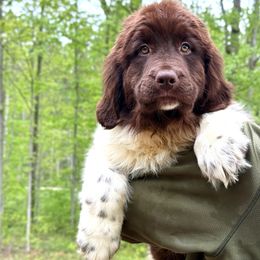 Girl 3 - female Newfoundland puppy in Falmouth, Michigan from Dyer Lake Newfoundland’s