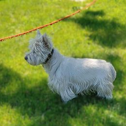 Cooper - West Highland White Terrier