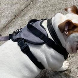 Boston Terriers, Bulldogs, and French Bulldogs from Blue Coast Bulldogs