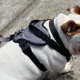 Boston Terriers, Bulldogs, and French Bulldogs from Blue Coast Bulldogs