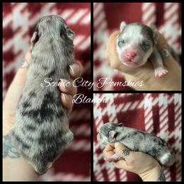 Blanche - Merle female Pomsky puppy in Rossville, Georgia from Scenic City Pomskies
