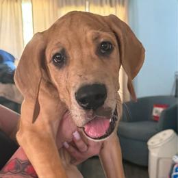 Yellow collar - Merle female Great Dane puppy in Loris, South Carolina from Days Danes