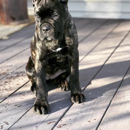 Cane Corso Puppies from Ridge Top Cane Corso