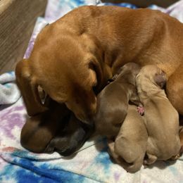 Lilly - Dachshund