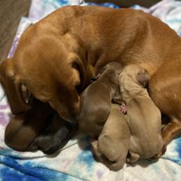 Lilly - Dachshund