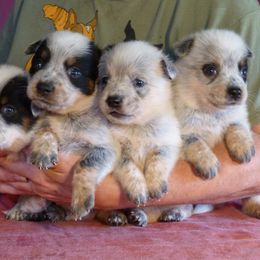 Boy 5 - Australian Cattle Dog puppy in Junction City, Ohio from AE's aka Aunt Ellen's