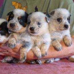 Boy 5 - Australian Cattle Dog puppy in Junction City, Ohio from AE's aka Aunt Ellen's