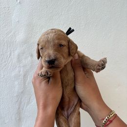 Black - Apricot female Goldendoodle puppy in Miami, Florida from Happy Doods