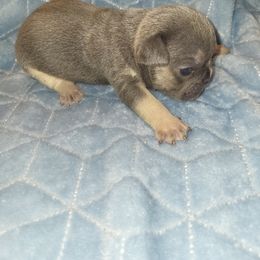 French Bulldog Puppies from Lake Martin Fancy Frenchies