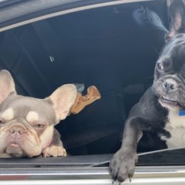 French Bulldogs from Cory's Frenchies
