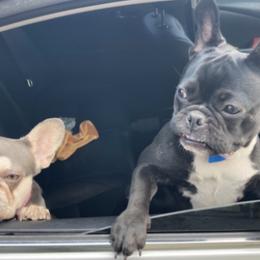 French Bulldogs from Cory's Frenchies