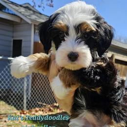 Girl 1 - Tri-color female Bernedoodle puppy in Schertz, Texas from Kat's Teddydoodles