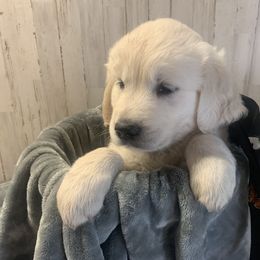 Golden Retriever Puppies from Mother of Pearl English Creams