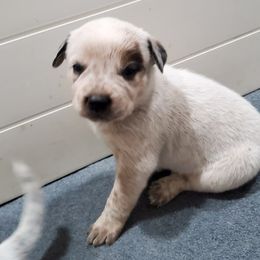 Australian Cattle Dog Puppies from DCR Working ACD