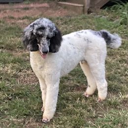 Glacier - Goldendoodle