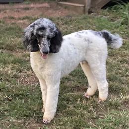 Glacier - Goldendoodle