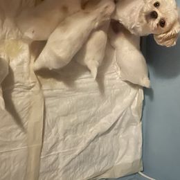 Shih Tzu Puppies from Wachowicz Shihtzu