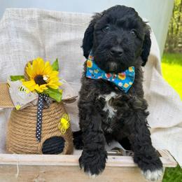 Napoleon - Brindle male Bordoodle puppy in Canfield, Ohio from Poo's Doo's & Inu's